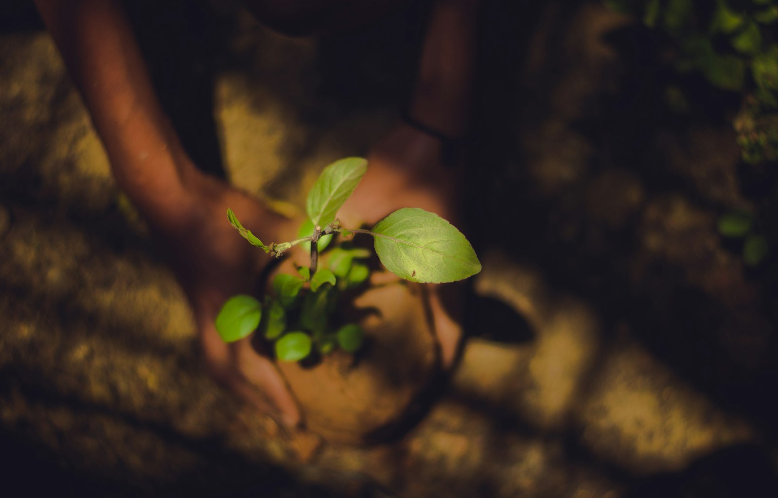 Loco Agro Lestari crafts natural spices and natural ingredients rooted in Indonesia's rich biodiversity.